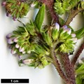 SpeciesSub: subsp. exasperatum